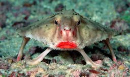 ruby lipped batfish