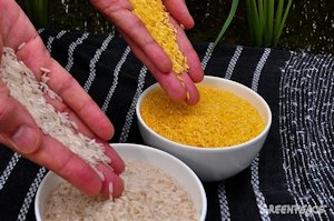 Untested GMO rice - Greenpeace
