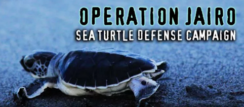 Protecting the Sea Turtles