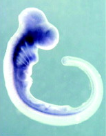 slug embryo