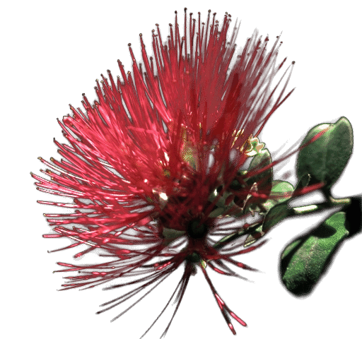 PNG flower with variable transparency