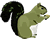 squirrel