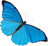blue butterfly (collection)